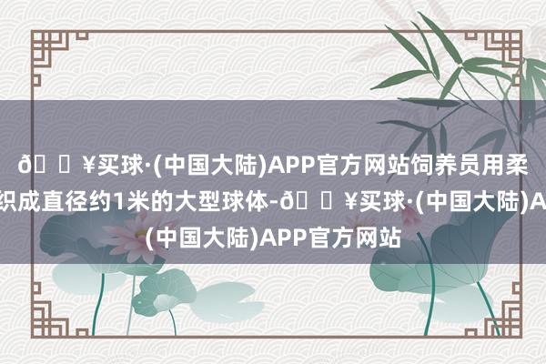 🔥买球·(中国大陆)APP官方网站饲养员用柔韧的柳枝编织成直径约1米的大型球体-🔥买球·(中国大陆)APP官方网站